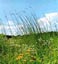 Prairie Seed Farms Prairie Grass Seed